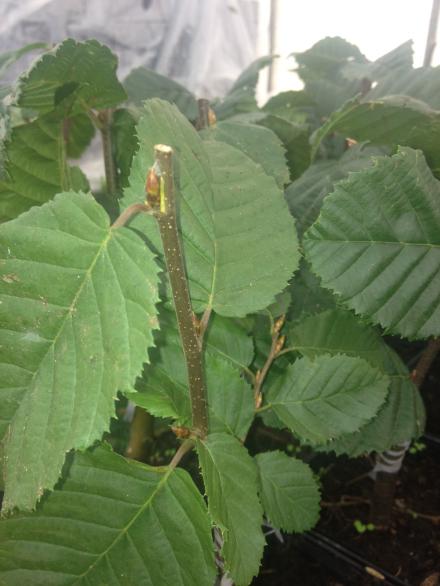 Lucas European Hornbeam (Carpinus betulus 'Lucas') - 3 gallon TREE