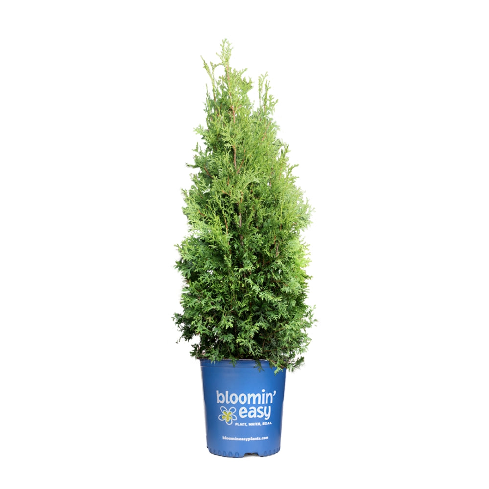 Private Jet™ Arborvitae
(Thuja occidentalis 'King of Brabant') - 3 gallon 18"