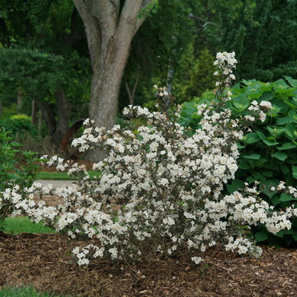 Wine & Spirits® Weigela (Weigela florida 'Wine & Spirits') - 3 gallon 15"
