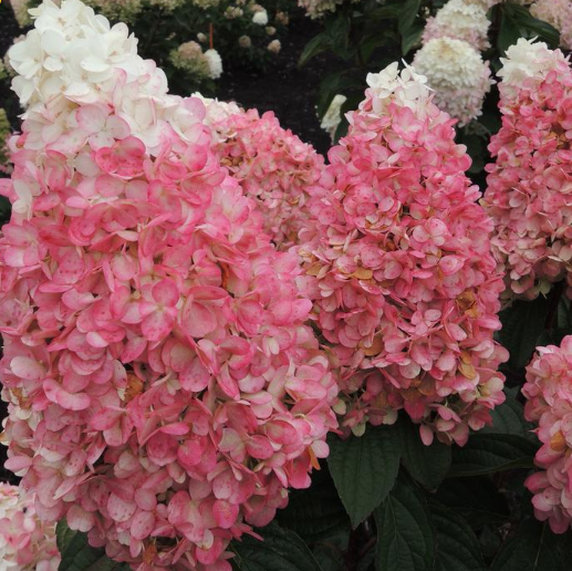 Magical® Ruby Snow Hydrangea (Hydrangea 'P Ruby Snow') - 3 gallon 12" HEAD