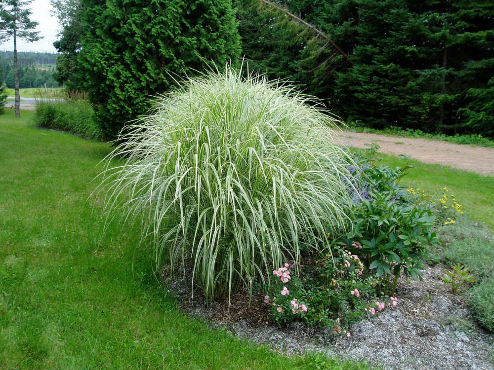 Variegated Maiden Grass (Miscanthus sinensis 'Variegata') - 1 gallon
