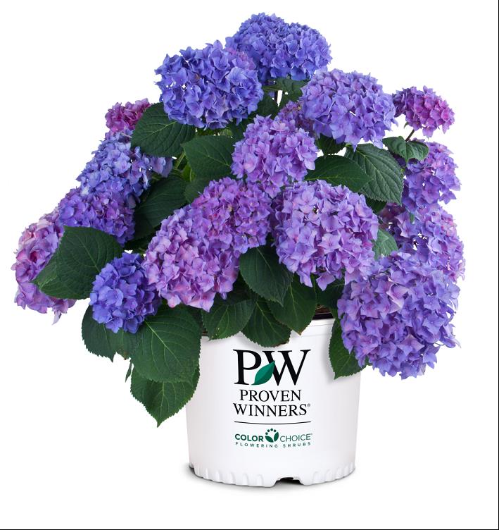 Let's Dance® Rhythmic Blue® Reblooming Hydrangea (Hydrangea macrophylla 'Lets Dance Rhythmic Blue') - 2 gallon