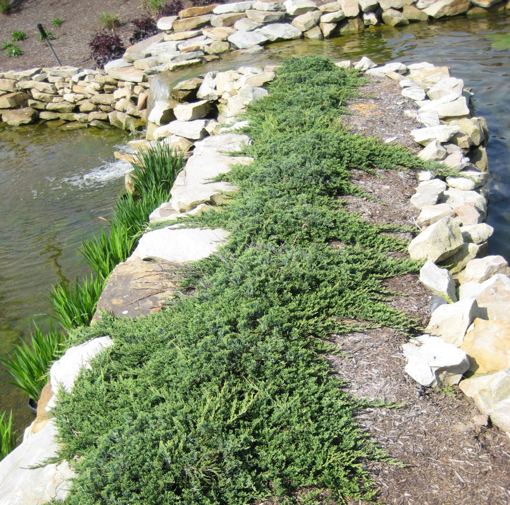 Blue Rug Juniper (JUNIPER HORIZ. WILTONI) - 2 gallon 10"
