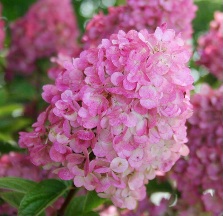 First Editions® Strawberry Sundae® Hydrangea (Hydrangea paniculata ‘Rensun’) - 2 gallon