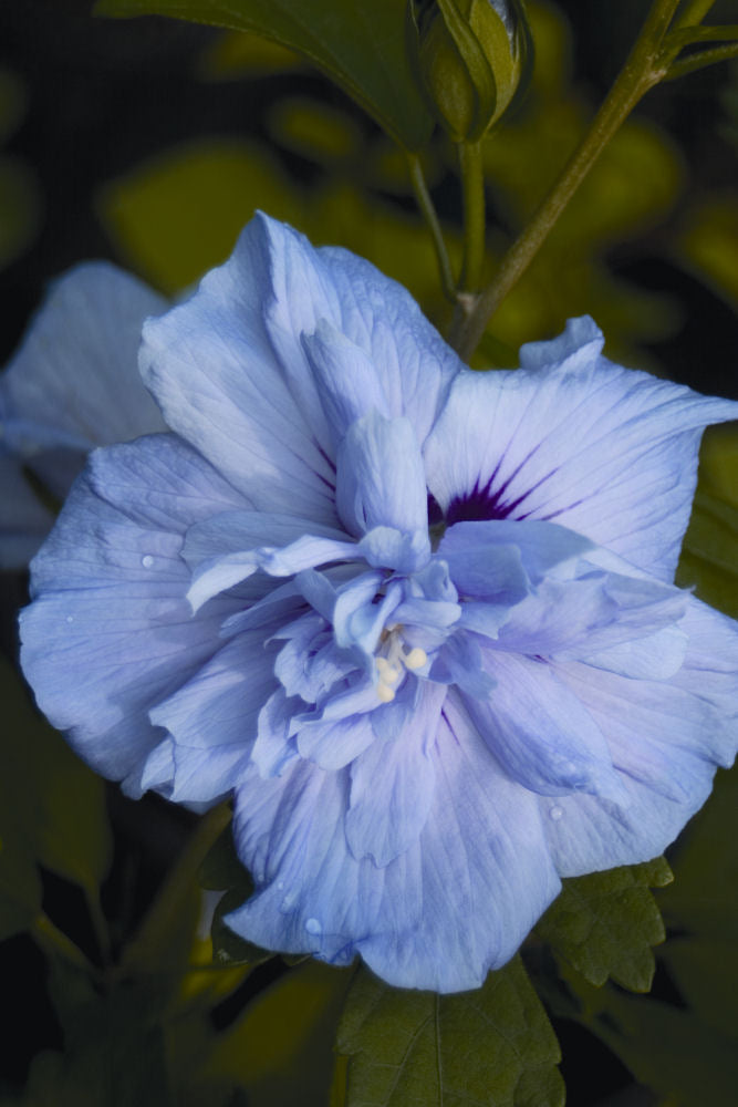 Blue Chiffon® Rose of Sharon (HIBISCUS S. BLUE CHIFFON) - 3 gallon 30"