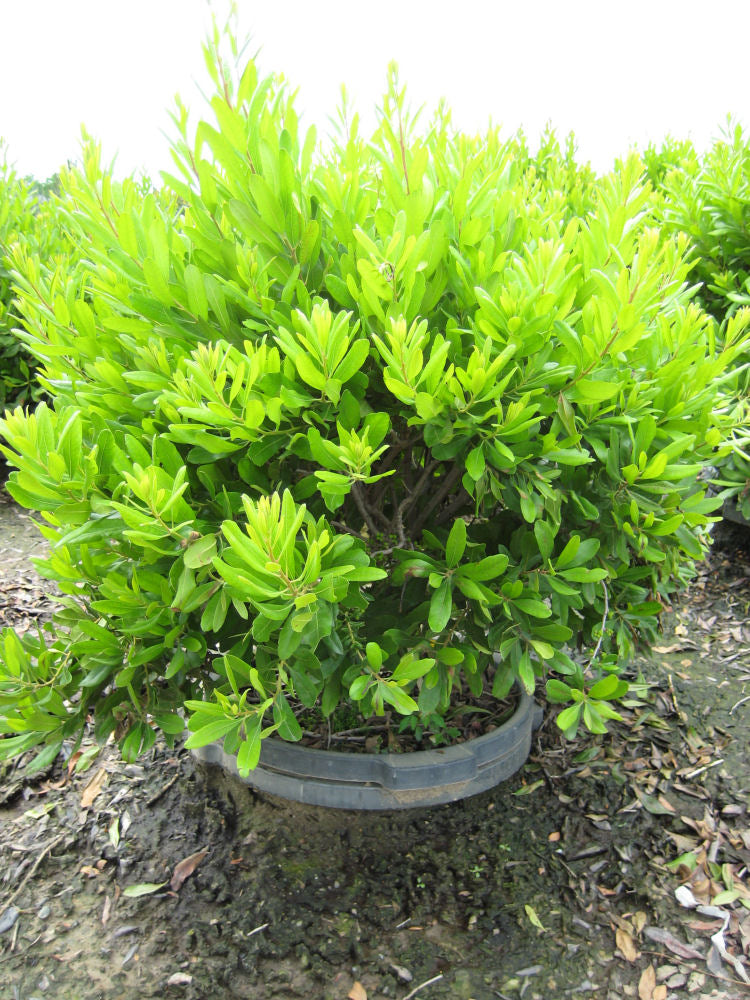 Northern Bayberry (Myrica pennsylvanica) - 3 gallon 18"