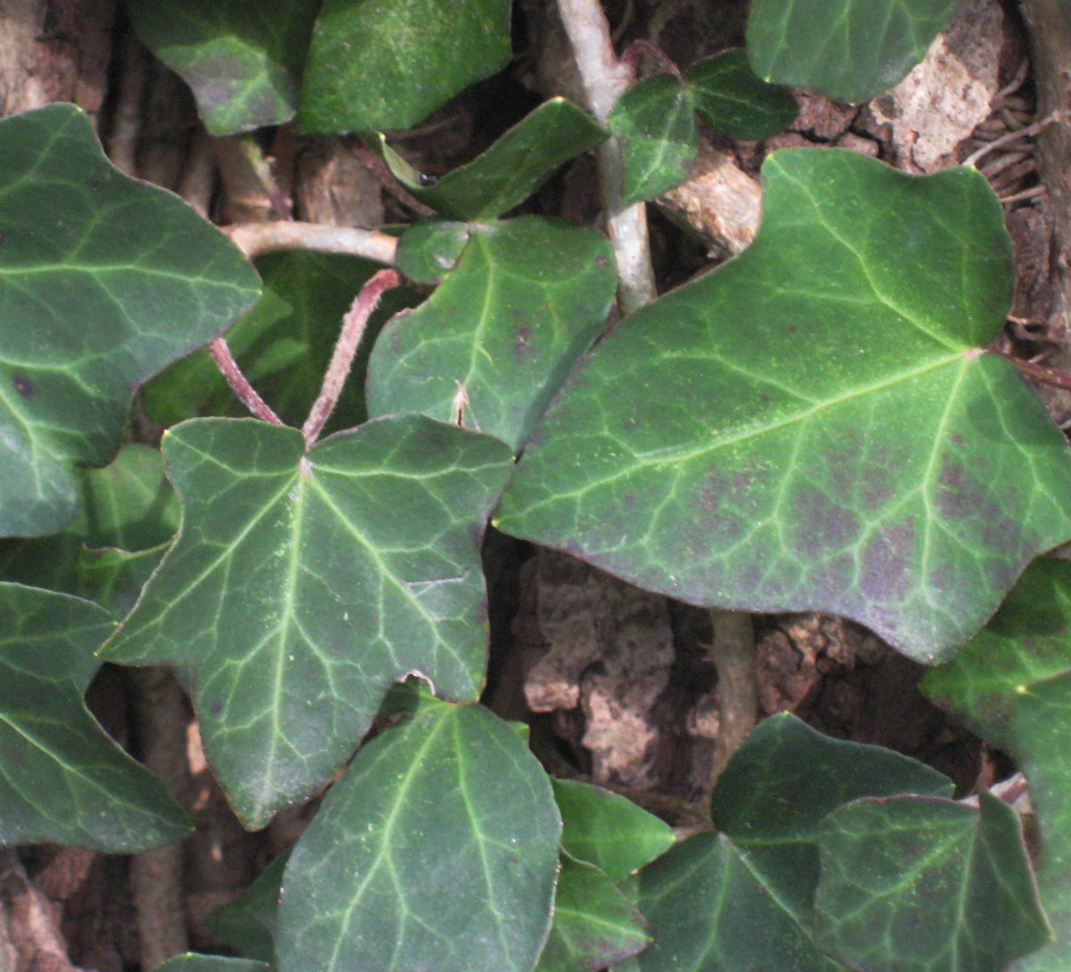 Thorndale English Ivy (HEDERA HELIX THORNDALE) - 1 gallon