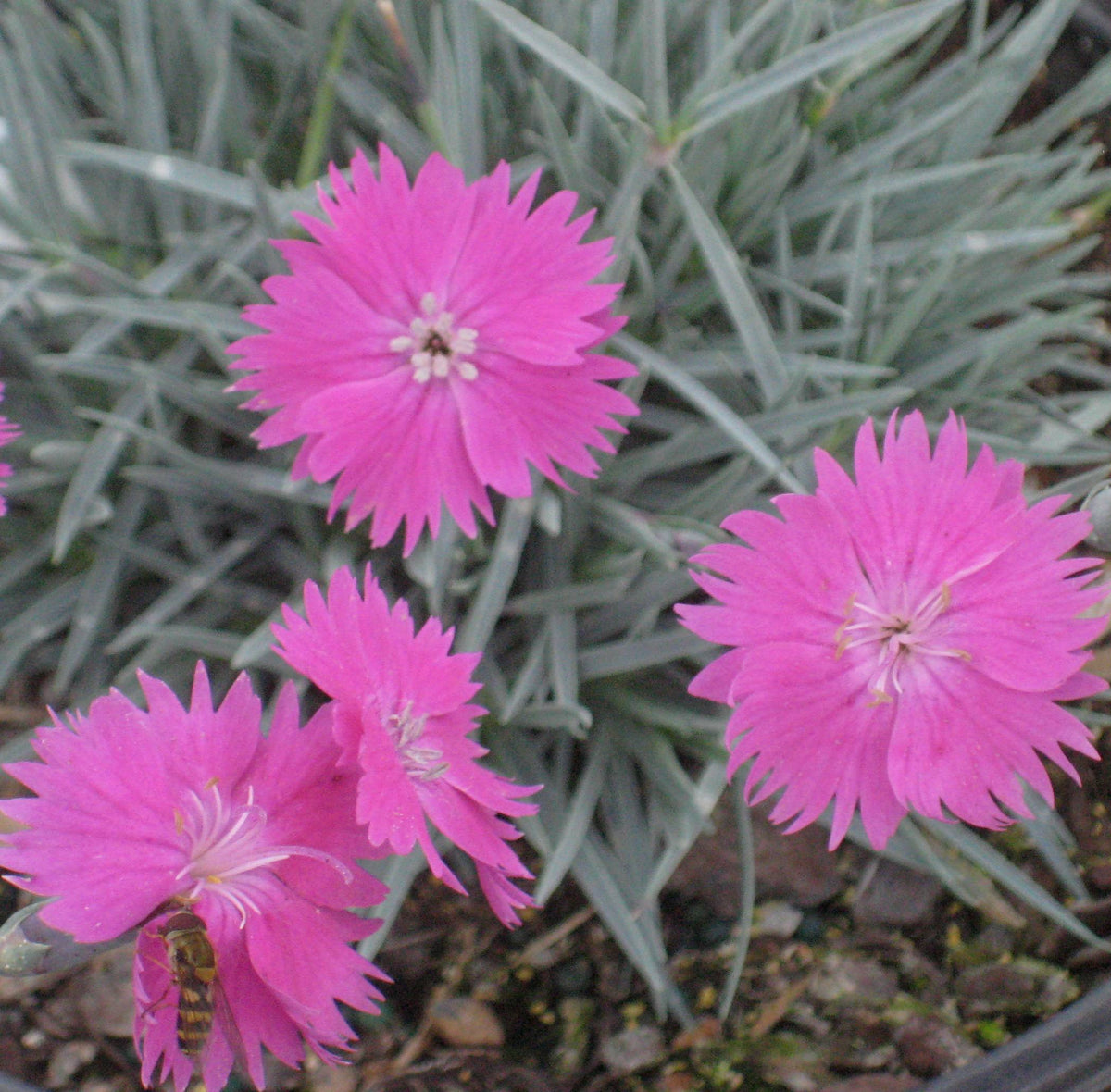 Fire Witch Pinks (DIANTHUS GRAT. FIREWITCH) - 1 gallon