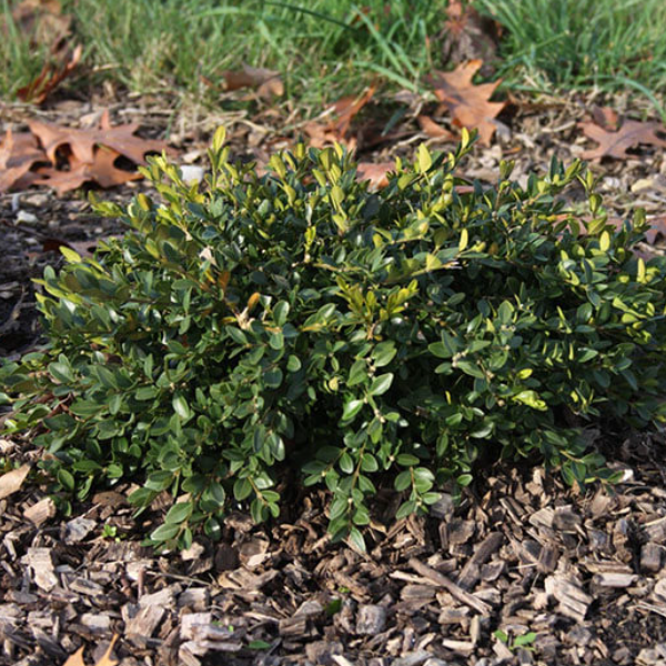Flat-tery™ Boxwood (BUXUS X. FLAT-TERY) - 3 gallon 12"