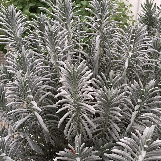 Sensational!® Lavender (LAVANDULA X I. SENSATIONAL) - 3QT