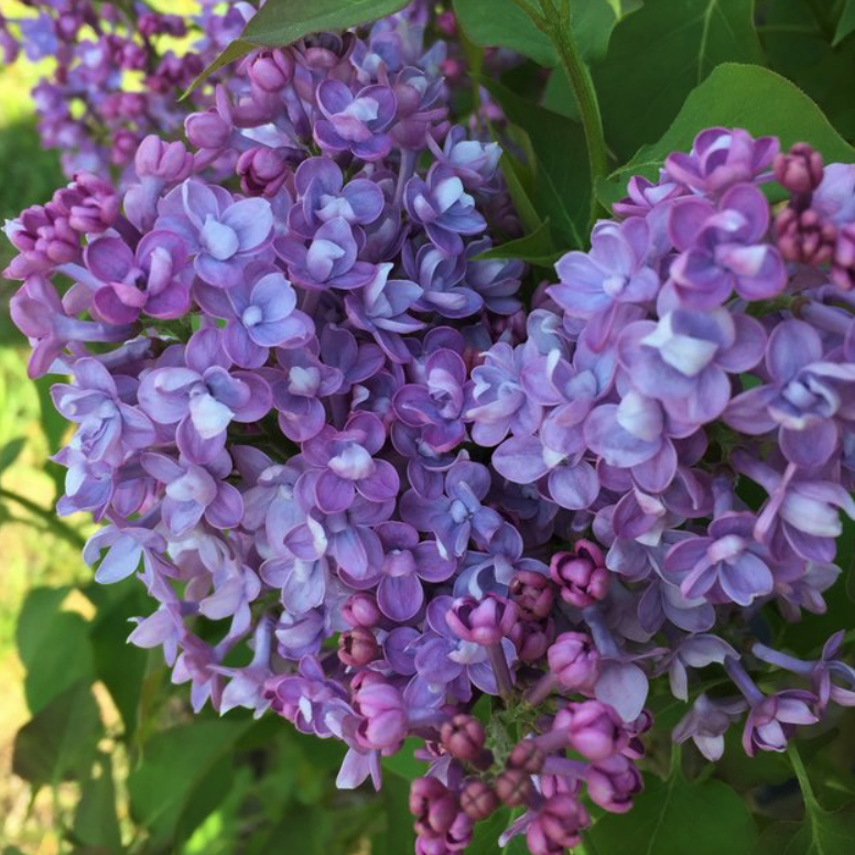 Scentara® Double Blue Lilac (SYRINGA X SCENTARA® DOUBLE BLUE) - 3 gallon 18"