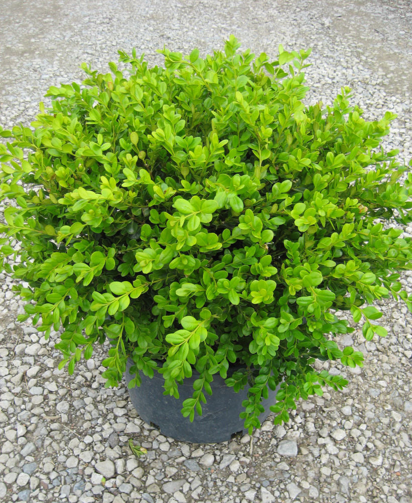 Winter Gem Boxwood (BUXUS M. WINTER GEM) - 3 gallon 15"