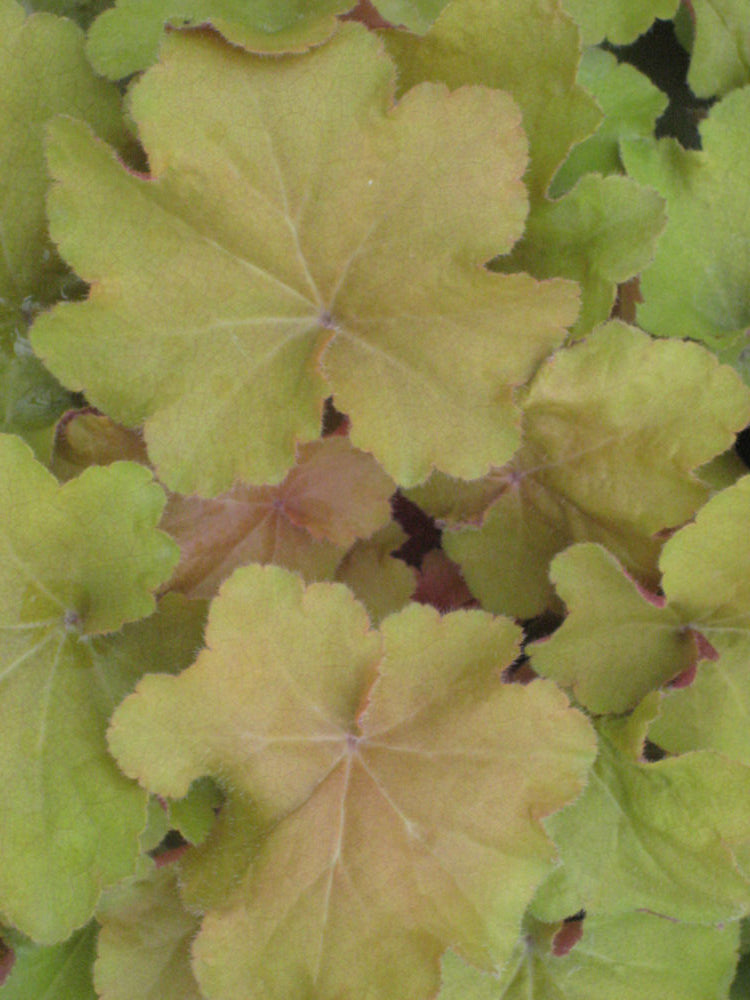Caramel Coral Bells (HEUCHERA CARAMEL) - 1 gallon