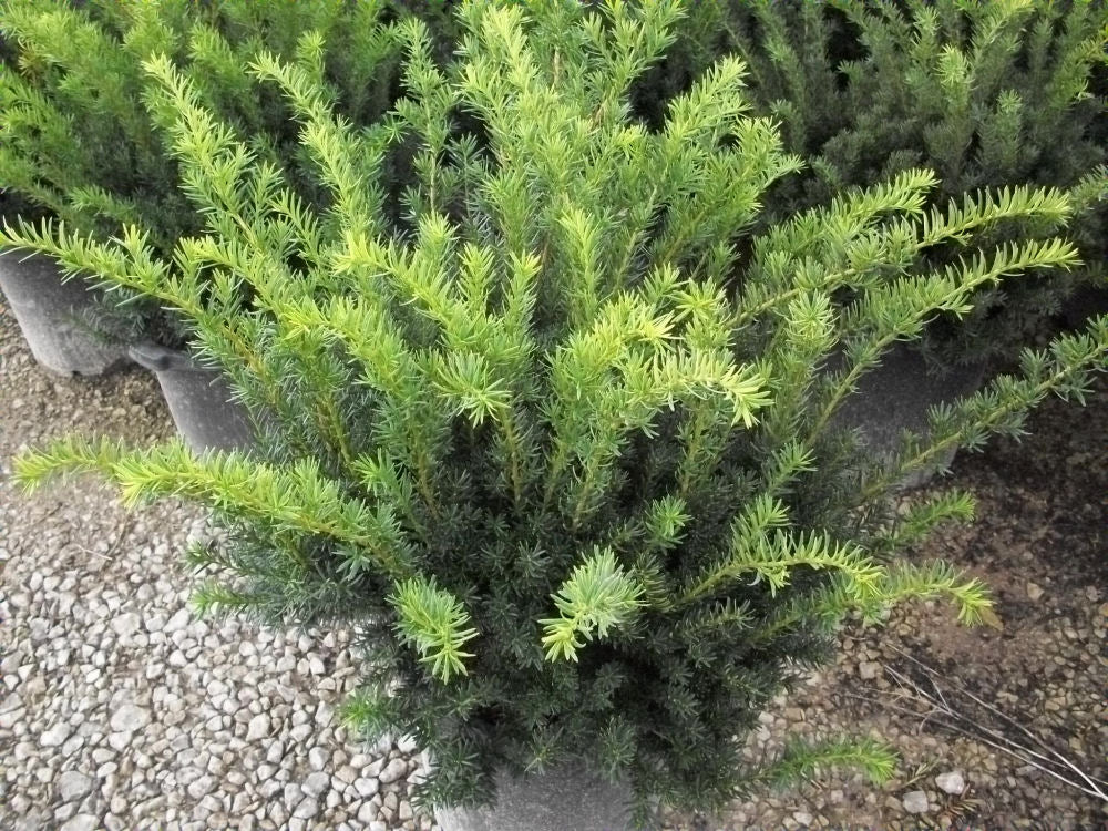 Densiformis Yew (TAXUS MEDIA DENSIFORMIS) - 3 gallon 10-12"