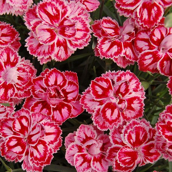 Star™ Starburst Pinks (DIANTHUS STARBURST) - 1 gallon