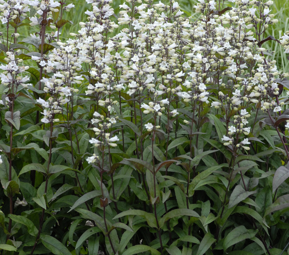 Husker Red Beardtongue (PENSTEMON DIG. HUSKER RED) - 1 gallon