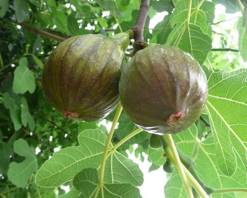 Olympian Fig (Ficus carica 'Olympian') - 3 gallon 12"