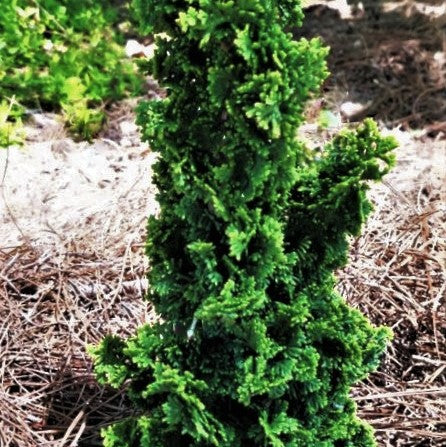 Primo™ Arborvitae (THUJA OCC. PRIMO) - 3 gallon