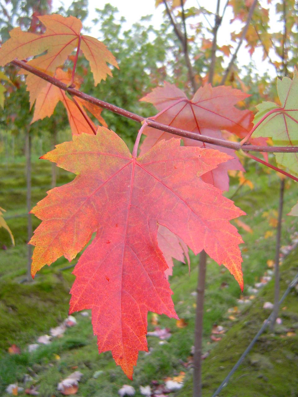 AUTUMN BLAZE MAPLE 7gal