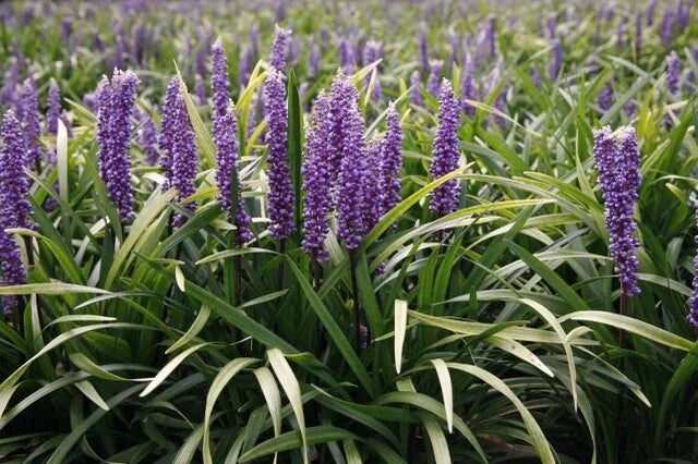 PURPLE EXPLOSION LILYTURF 1gal