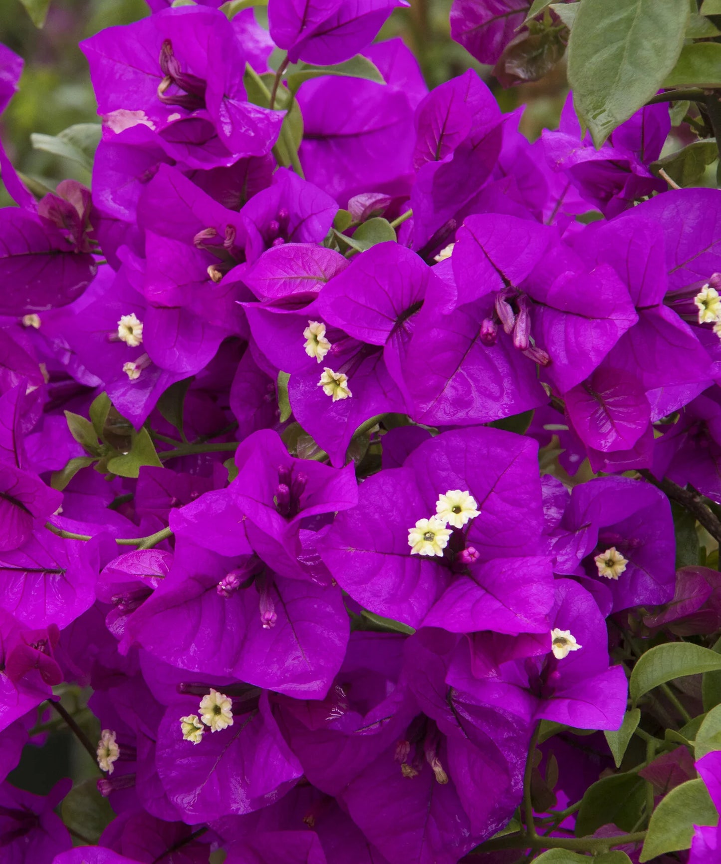 PURPLE QUEEN BOUGAINVILLEA 2gal