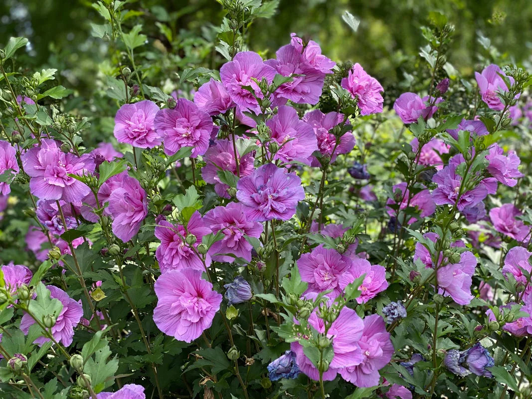 DARK LAVENDER CHIFFON HIBISCUS 2gal