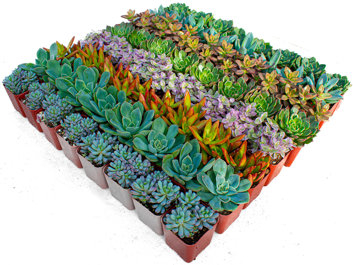 Bulk Succulent Plants  Watters Garden Center