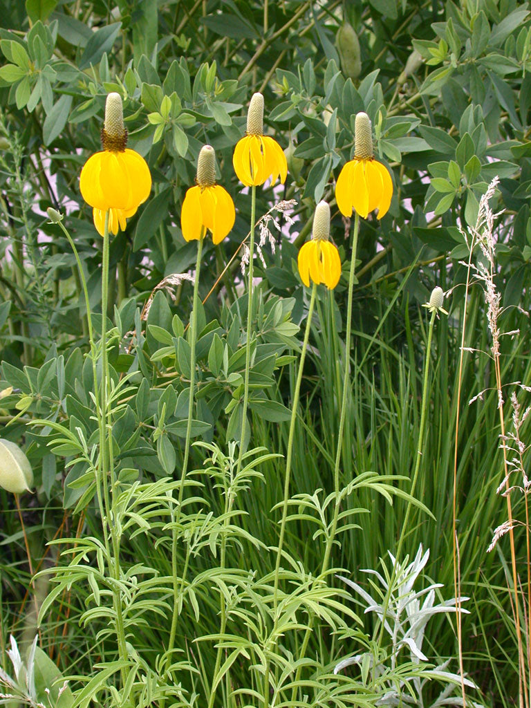 YELLOW PRAIRIE CONEFLOWER 1 GAL
