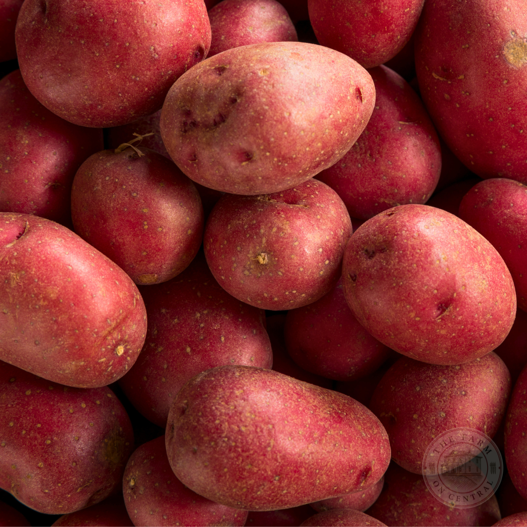 red rose potato seeds Red Port Seed Potato – Watters Garden Center