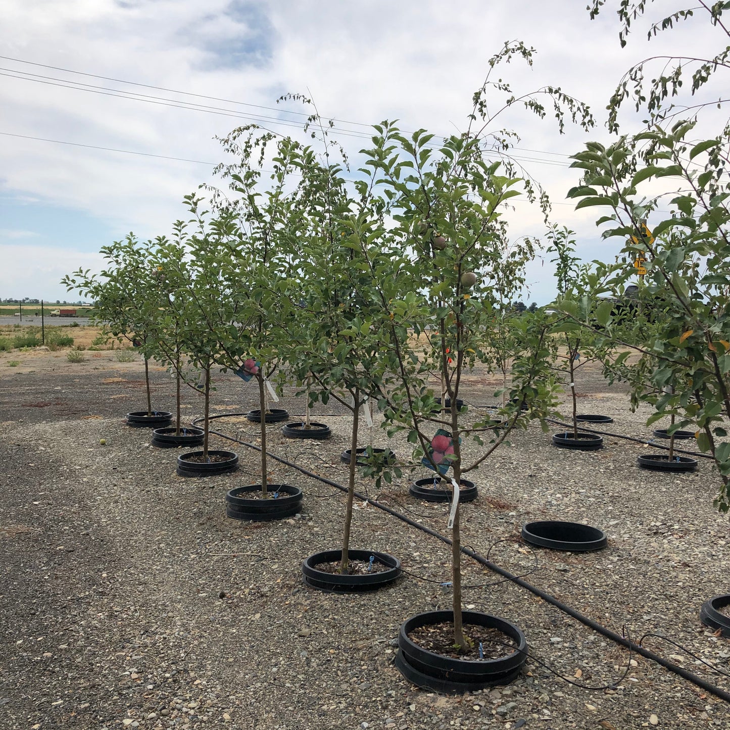 APPLE COCKTAIL TREE 4 FRUIT GRAFTS 7gal