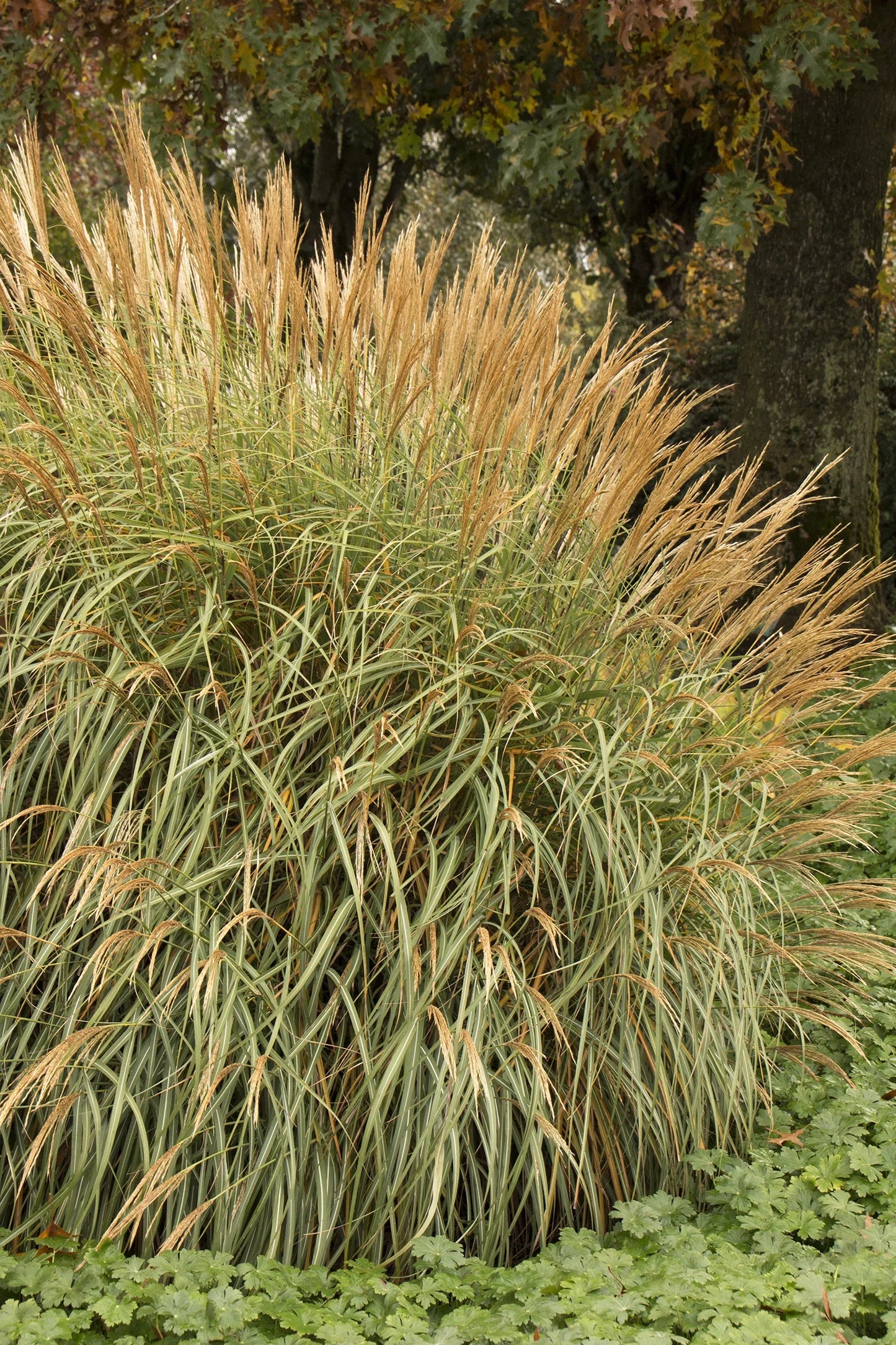 ADAGIO MAIDEN GRASS 2 GAL