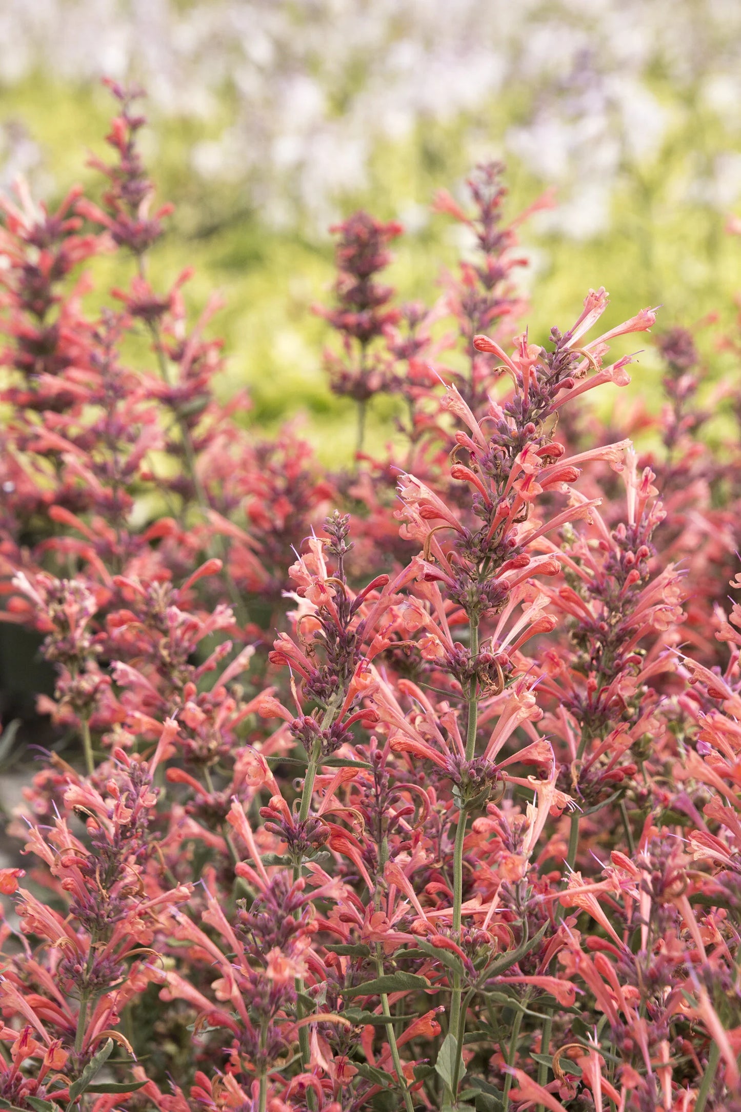 KUDOS CORAL AGASTACHE 1gal