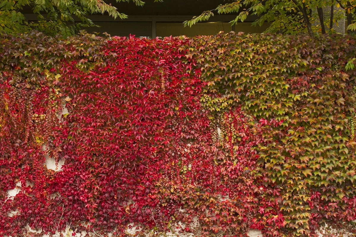 BOSTON IVY 1gal