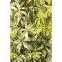 VIRGINIA CREEPER STAR SHOWERS 1 gal