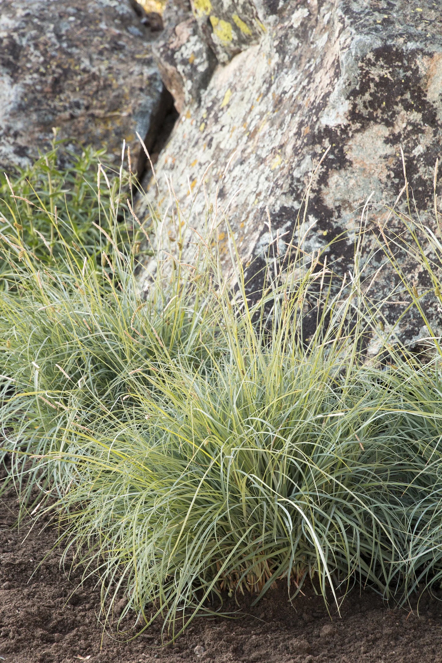 BLUE SEDGE 1gal
