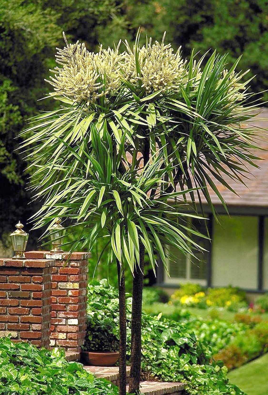 BLUE DRACAENA PALM 1gal