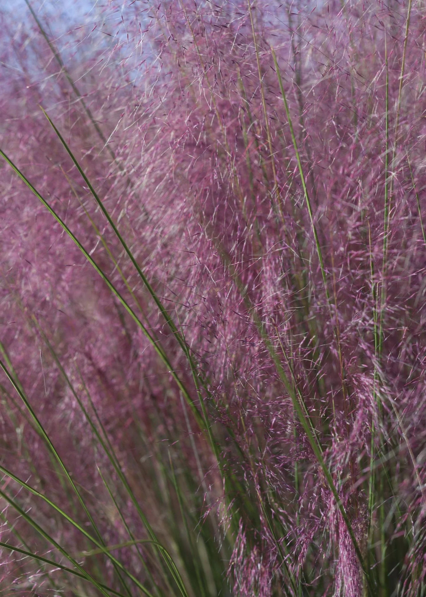 PINK MUHLY GRASS 5gal