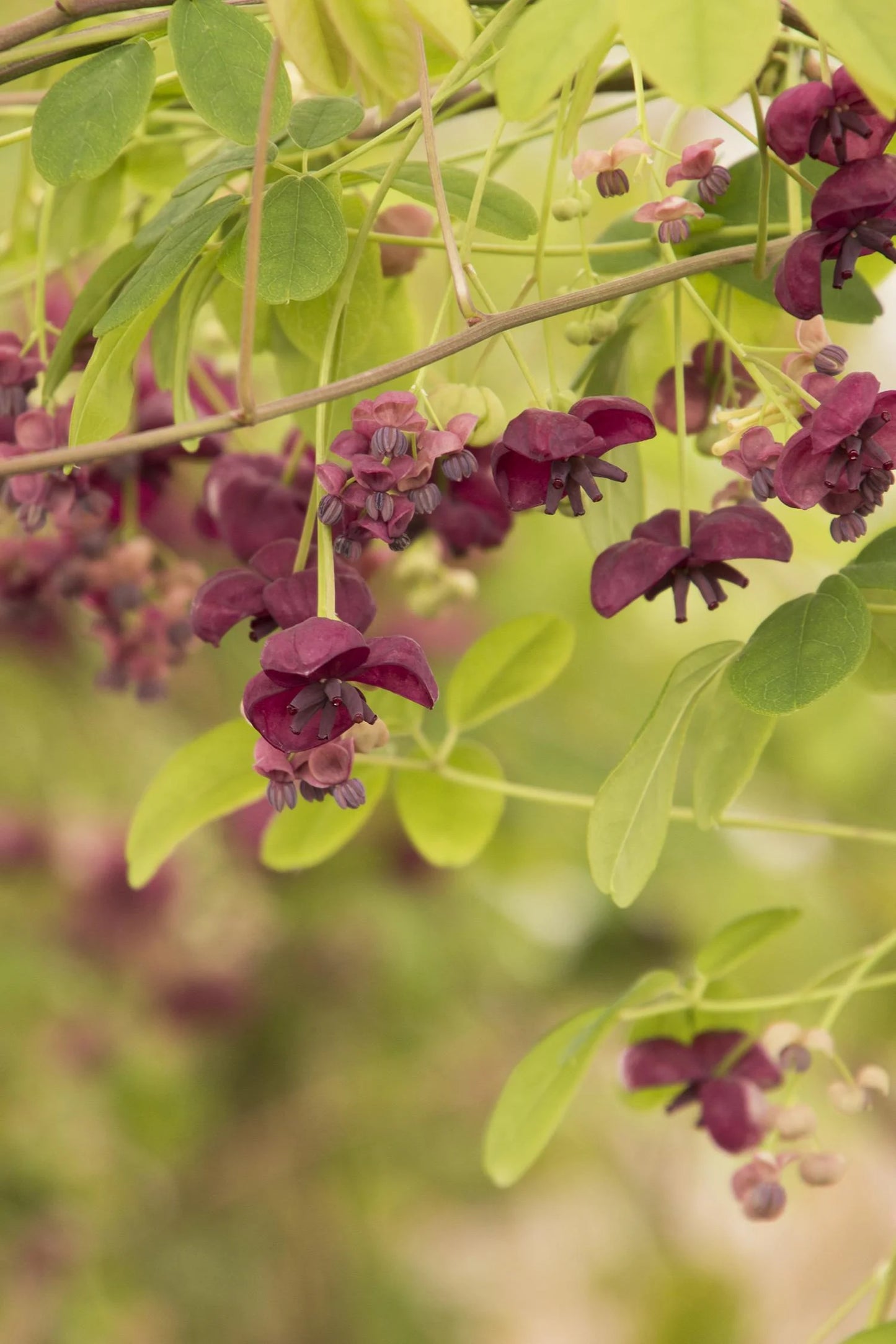 AKEBIA QUINATA 1gal