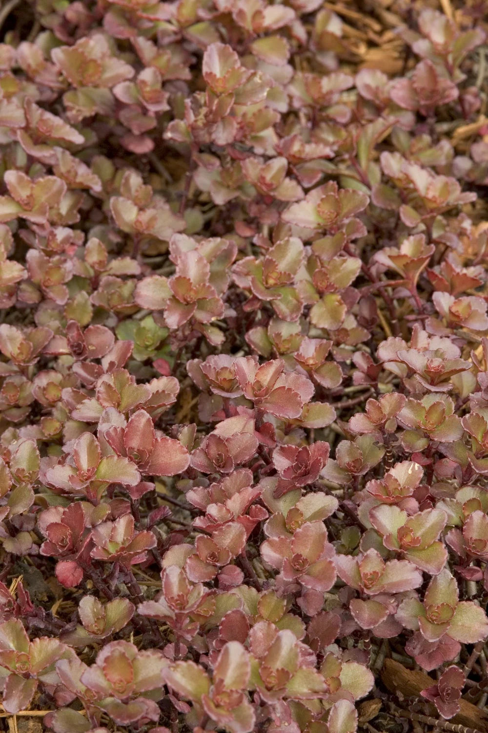 SEDUM BRONZE CARPET 1 gal