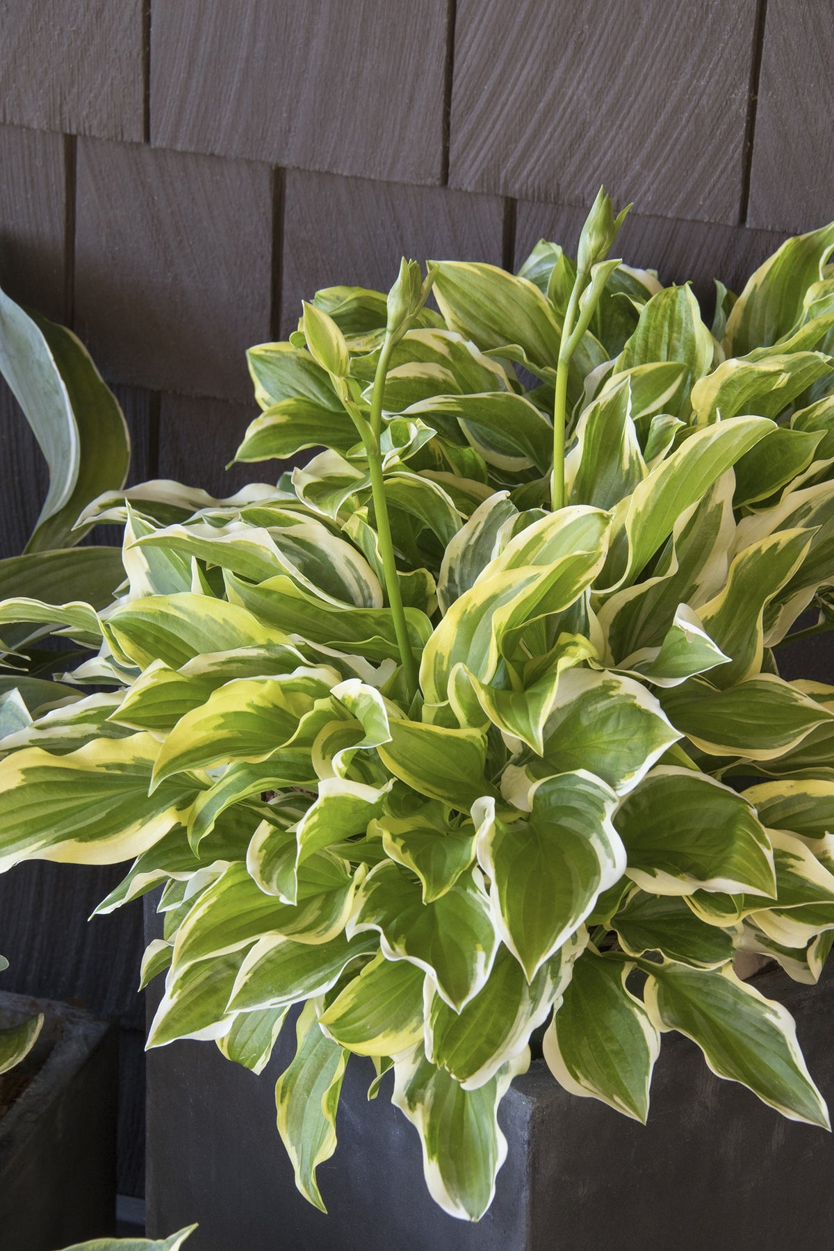 SO SWEET HOSTA 1gal