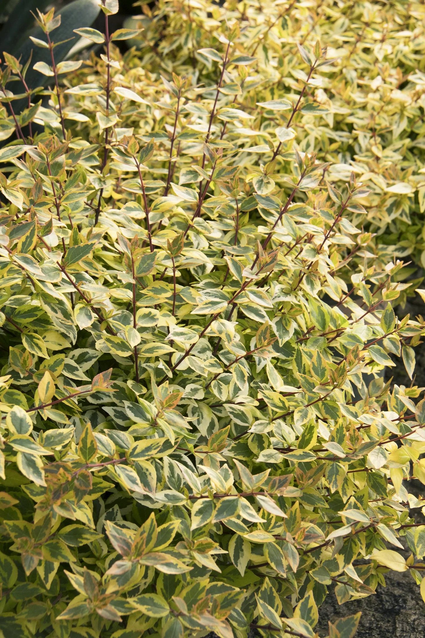 KALEIDOSCOPE ABELIA 1gal