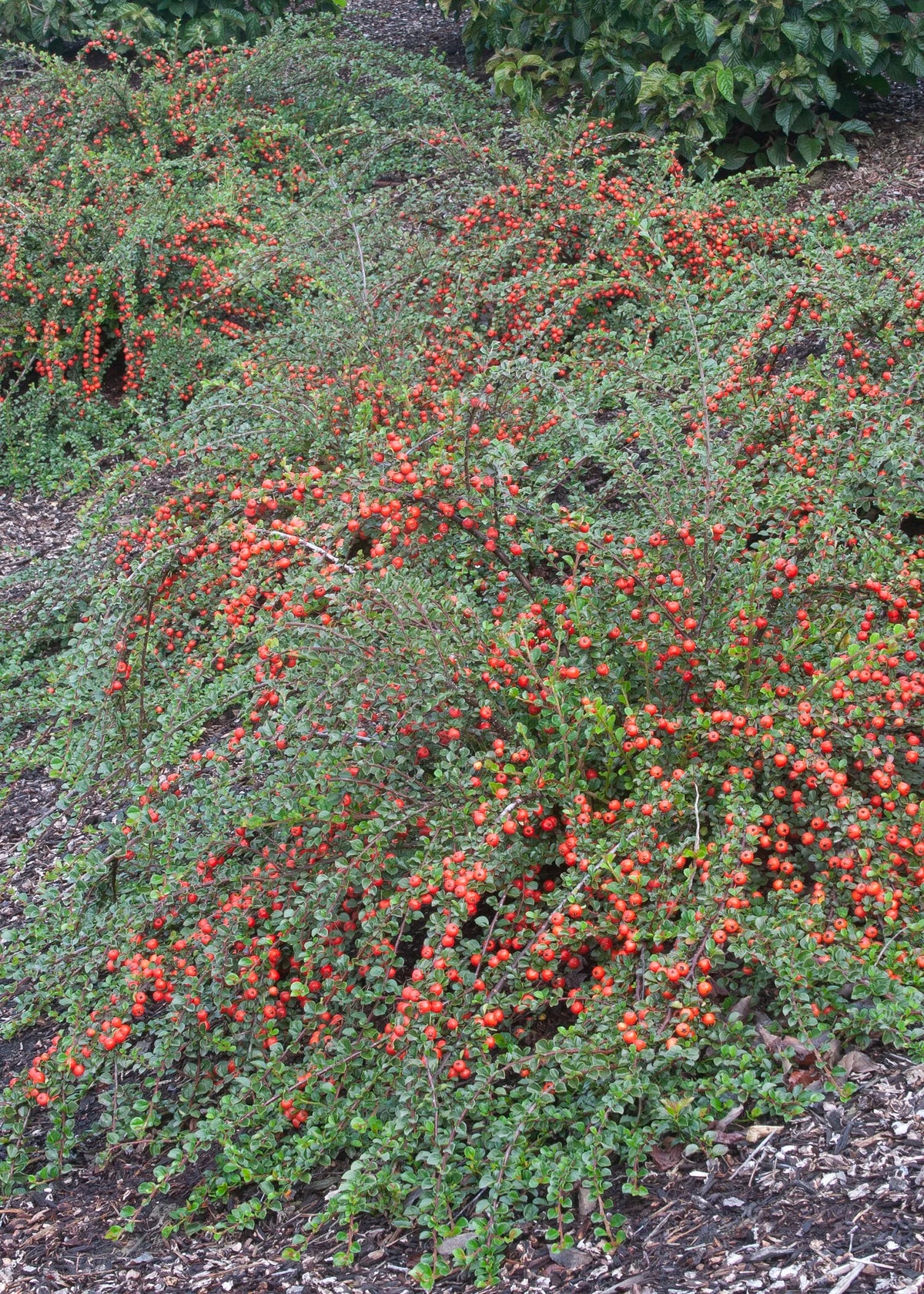 CRANBERRY COTONEASTER 5gal