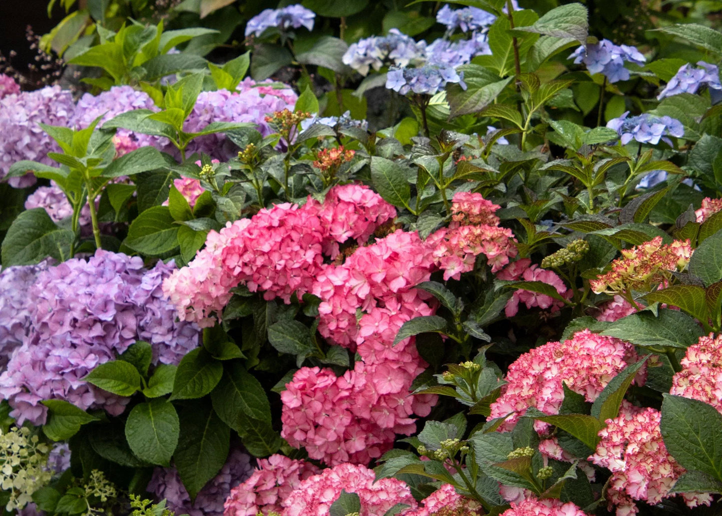 SEASIDE SERENADE HAMPTONS HYDRANGEA 2gal