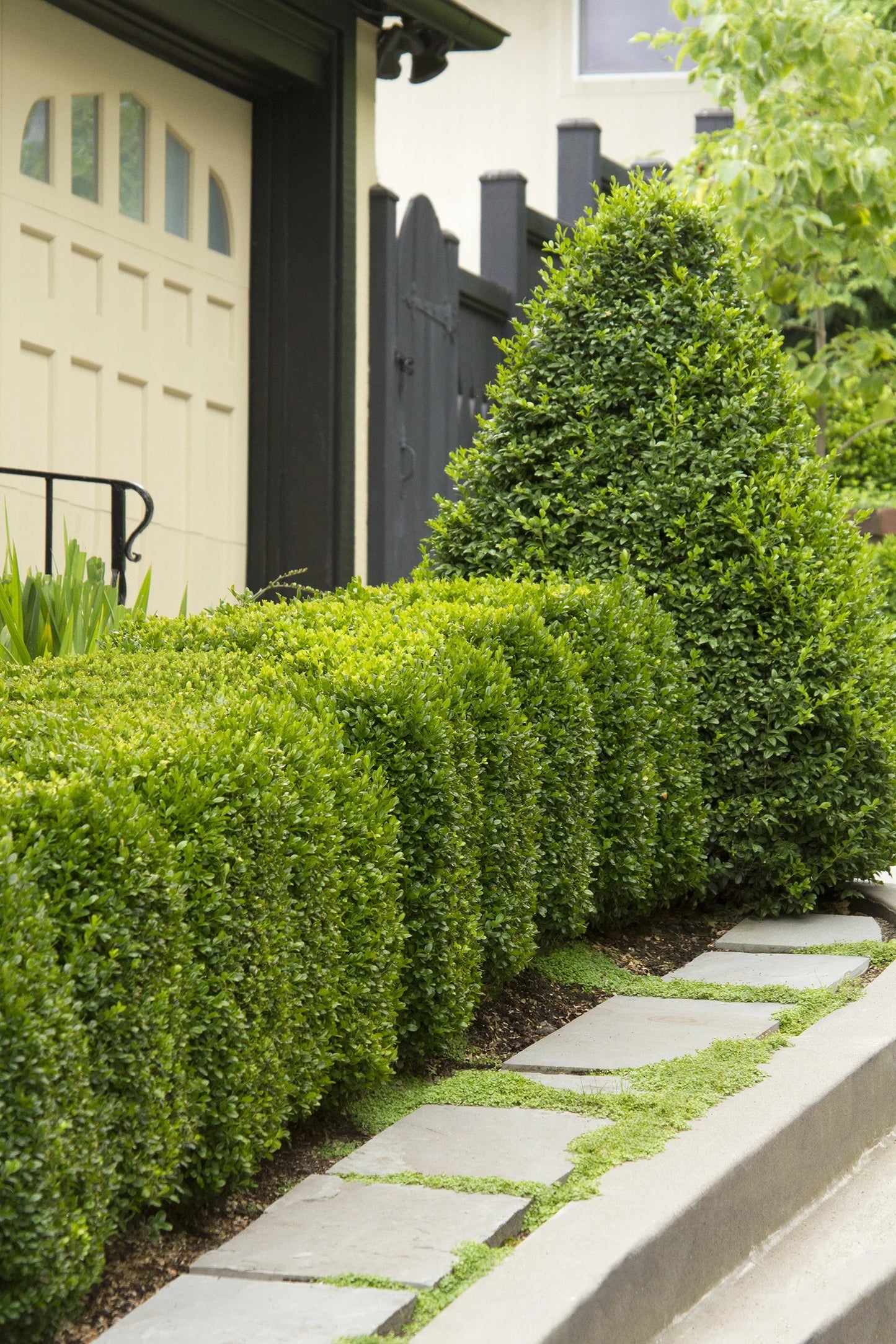 GREEN MOUNTAIN BOXWOOD 1gal