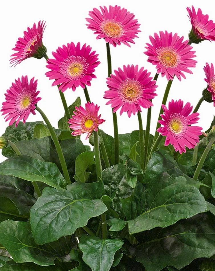 GARVINEA MAJESTIC GERBERA 1gal