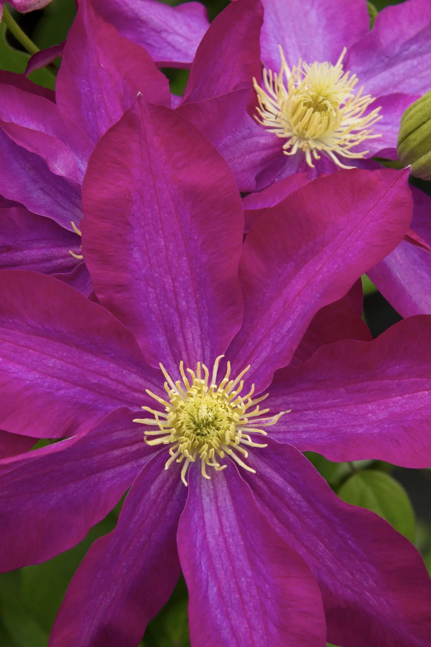PINK CHAMPAGNE CLEMATIS 1gal