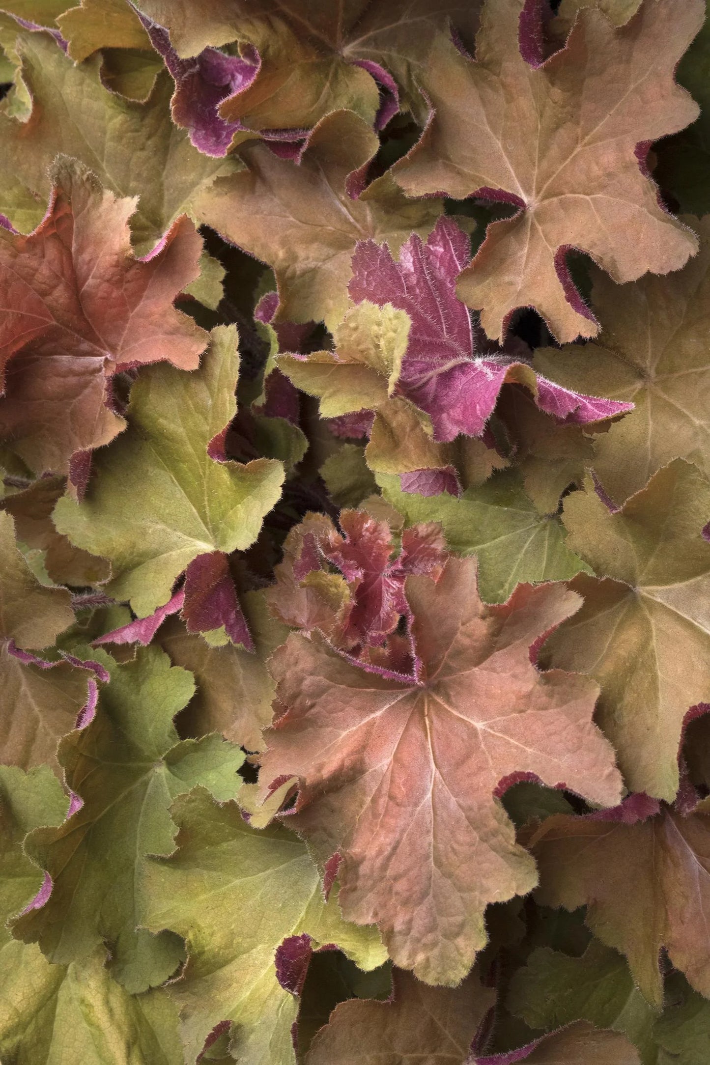 CARAMEL HEUCHERA 1gal