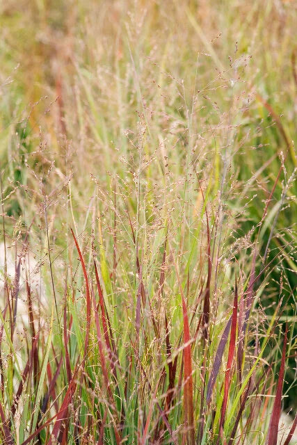 HEAVY METAL BLUE SWITCH GRASS 2gal