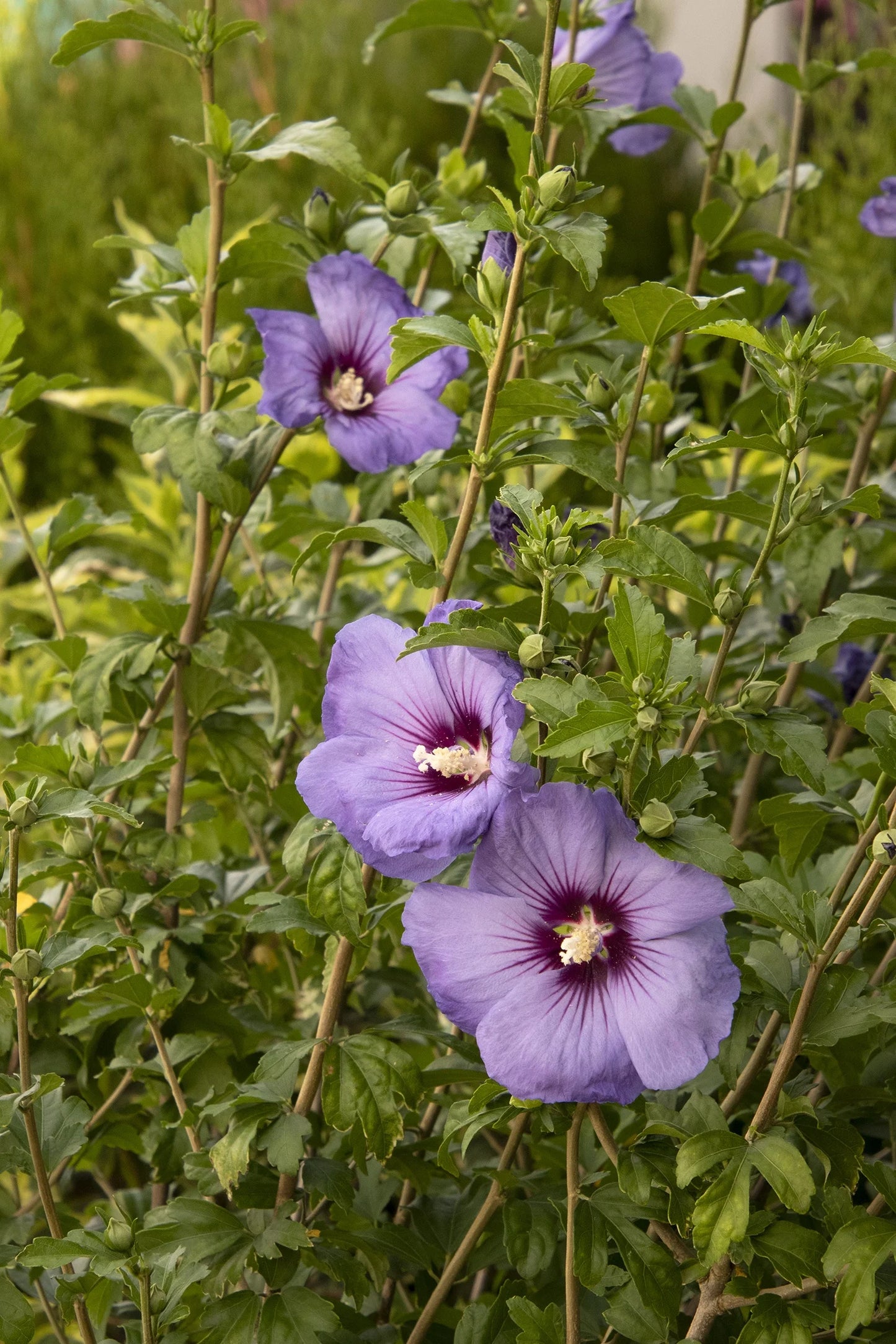 VERSAILLES ROSE OF SHARON PATIO TREE 5gal