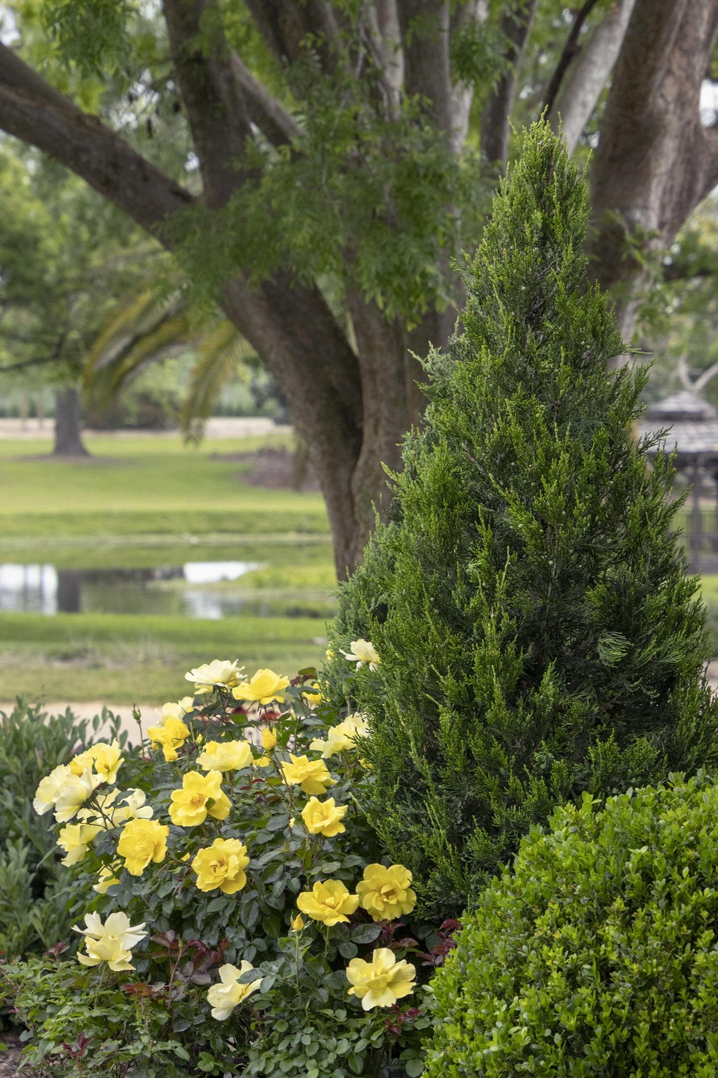 GRACE N GRIT YELLOW ROSE PATIO TREE 5gal